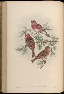 Carpodaco roseo da John Gould
